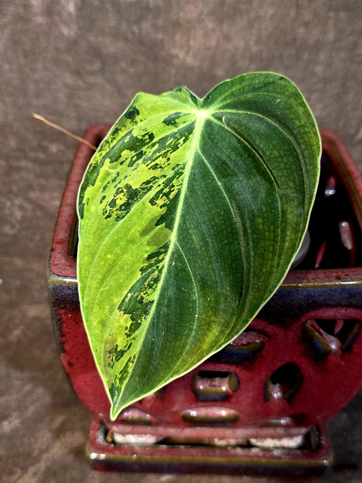 Philodendron Melanochrysum Variegated - Rare EXACT Plant - (June-16-44)