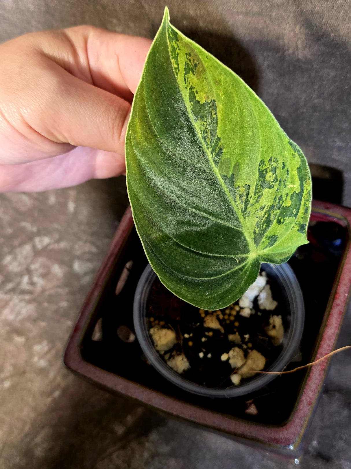 Philodendron Melanochrysum Variegated - Rare EXACT Plant - (June-16-44)