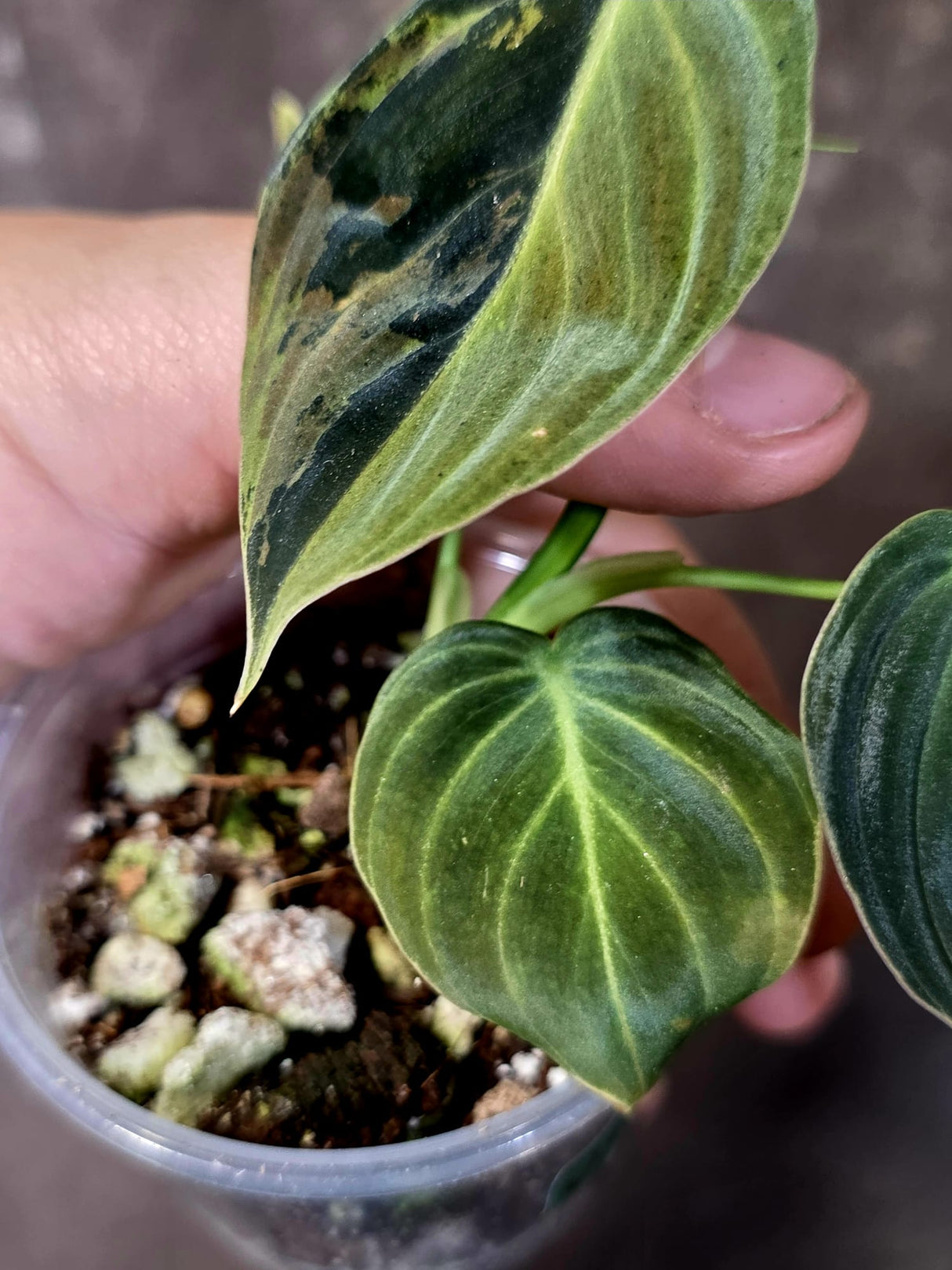 Philodendron Melanochrysum Variegated - Rare EXACT Plant - (June-16-46)