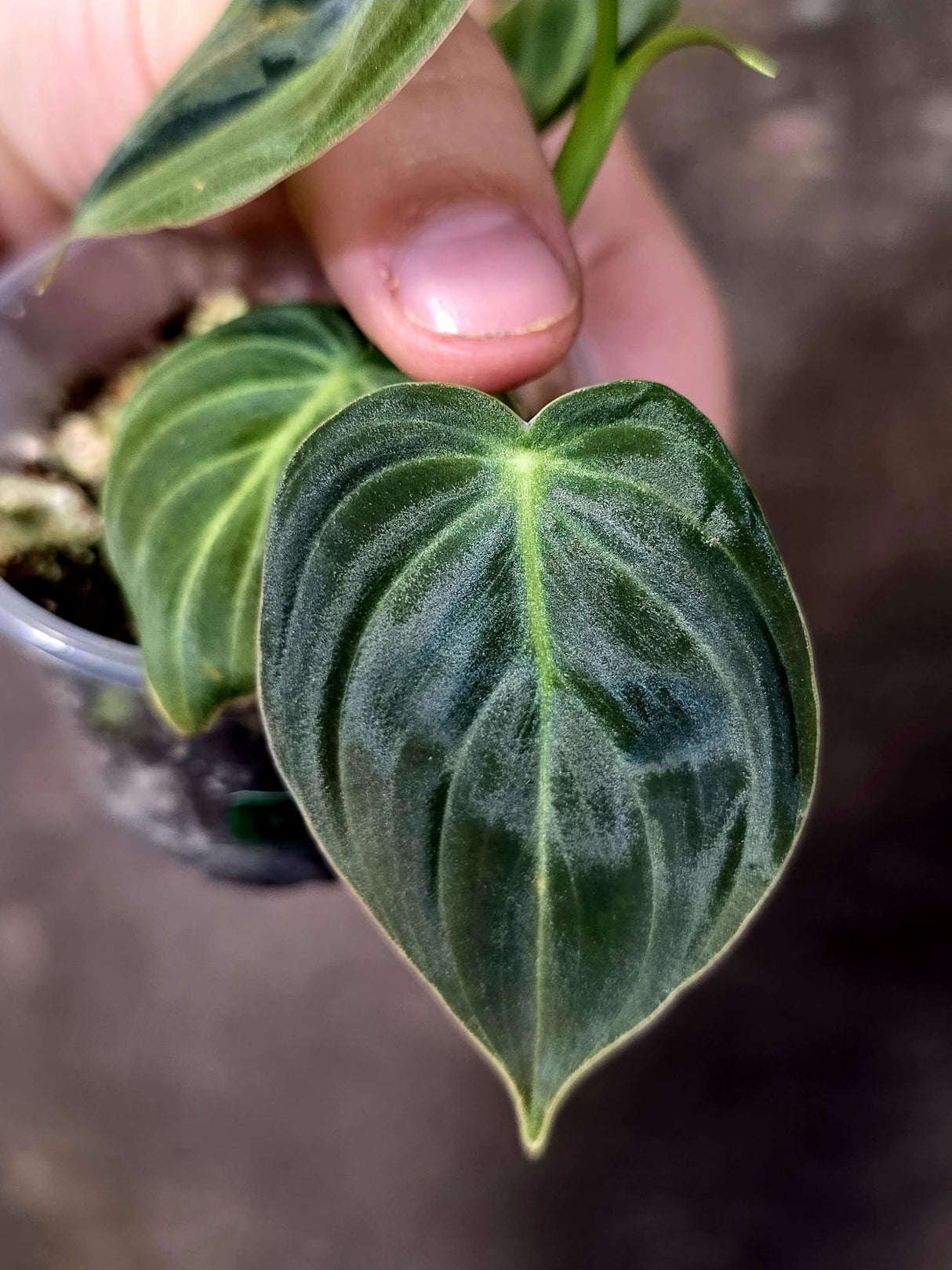 Philodendron Melanochrysum Variegated - Rare EXACT Plant - (June-16-46)