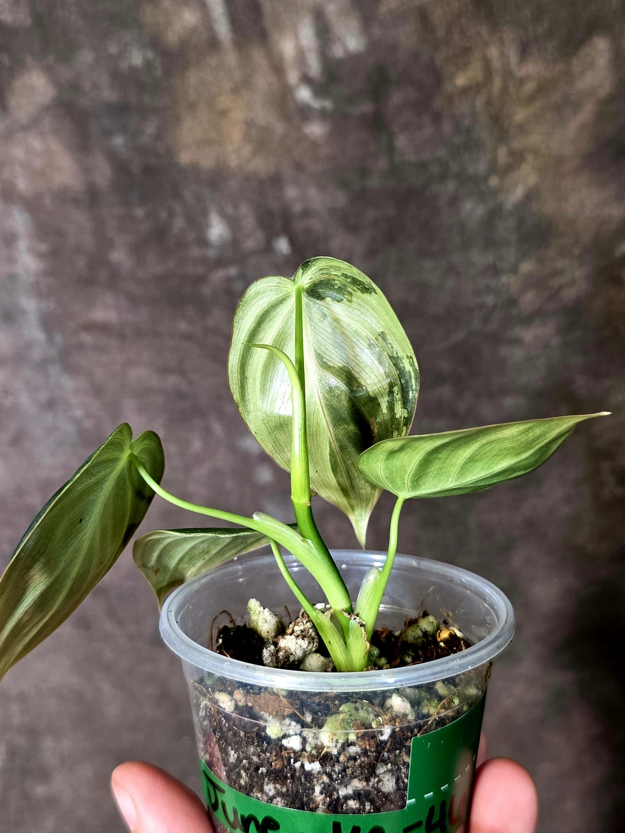 Philodendron Melanochrysum Variegated - Rare EXACT Plant - (June-16-46)