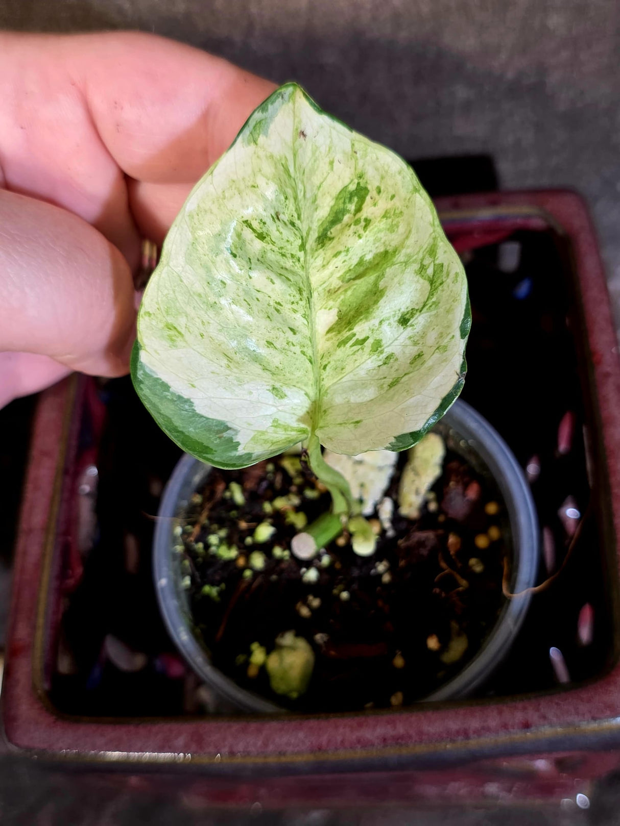 Epipremnum Global Japan - EXACT Japanese Global Pothos - (June-16-49)