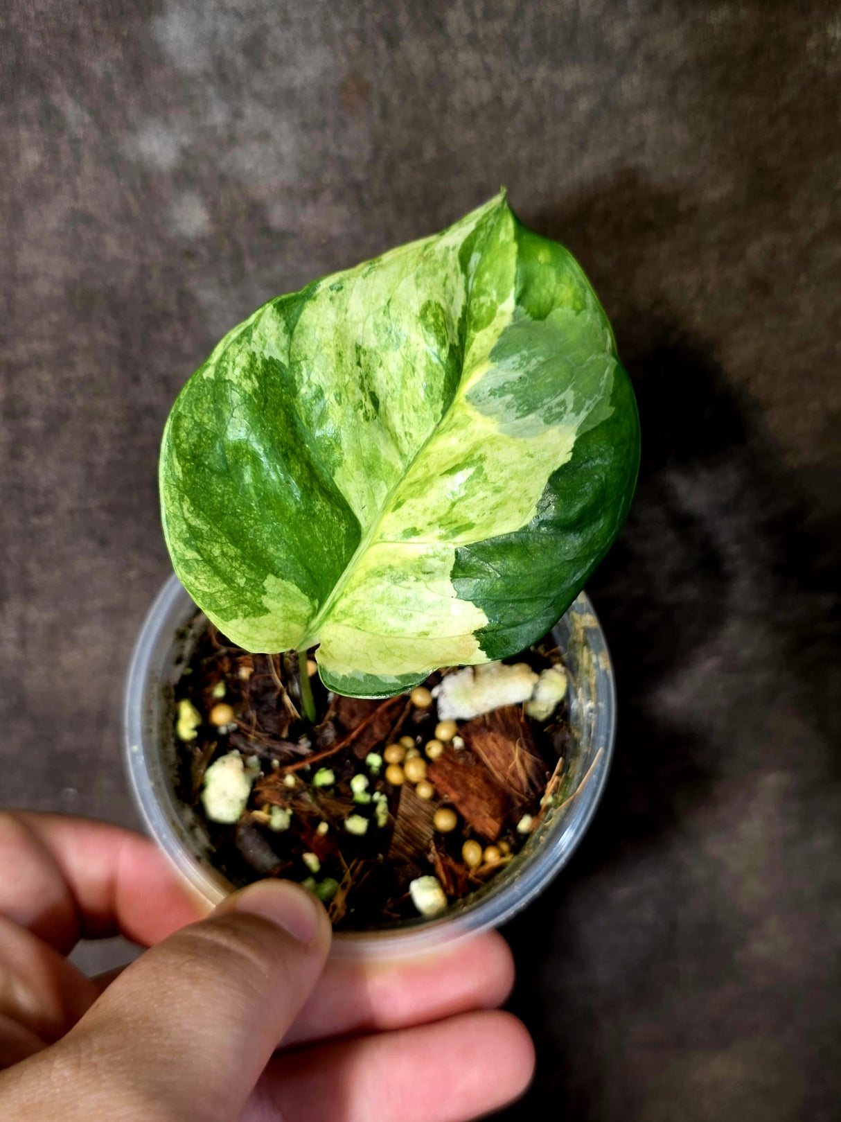 Epipremnum Global Japan - EXACT Japanese Global Pothos - (June-16-50)