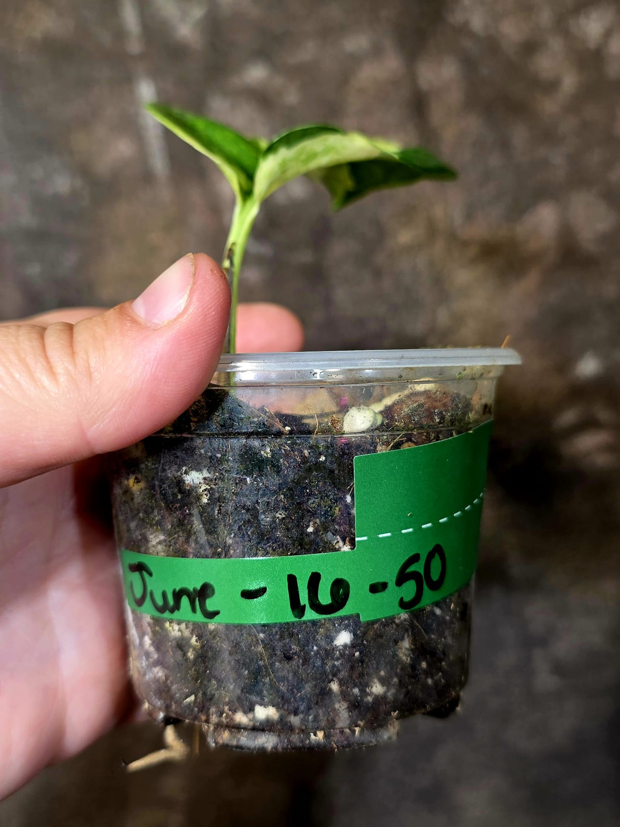 Epipremnum Global Japan - EXACT Japanese Global Pothos - (June-16-50)