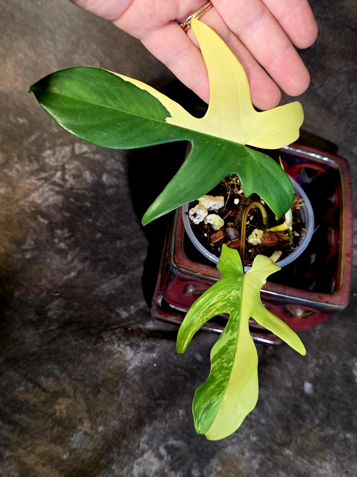Variegated Philodendron Florida Beauty - Rare Exact Plant - (June-16-51)