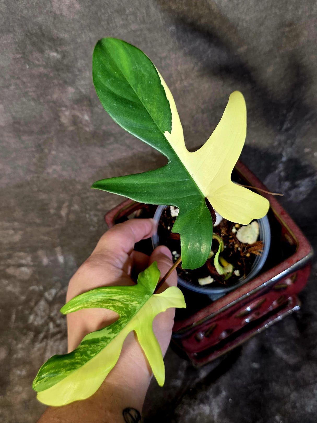 Variegated Philodendron Florida Beauty - Rare Exact Plant - (June-16-51)