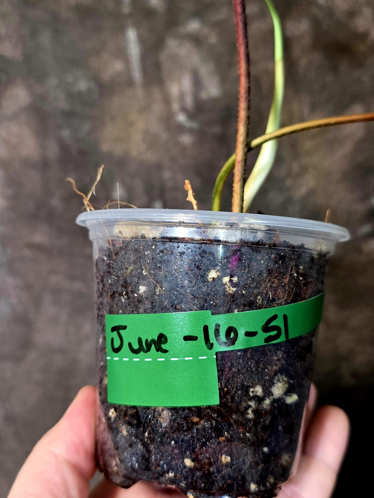 Variegated Philodendron Florida Beauty - Rare Exact Plant - (June-16-51)