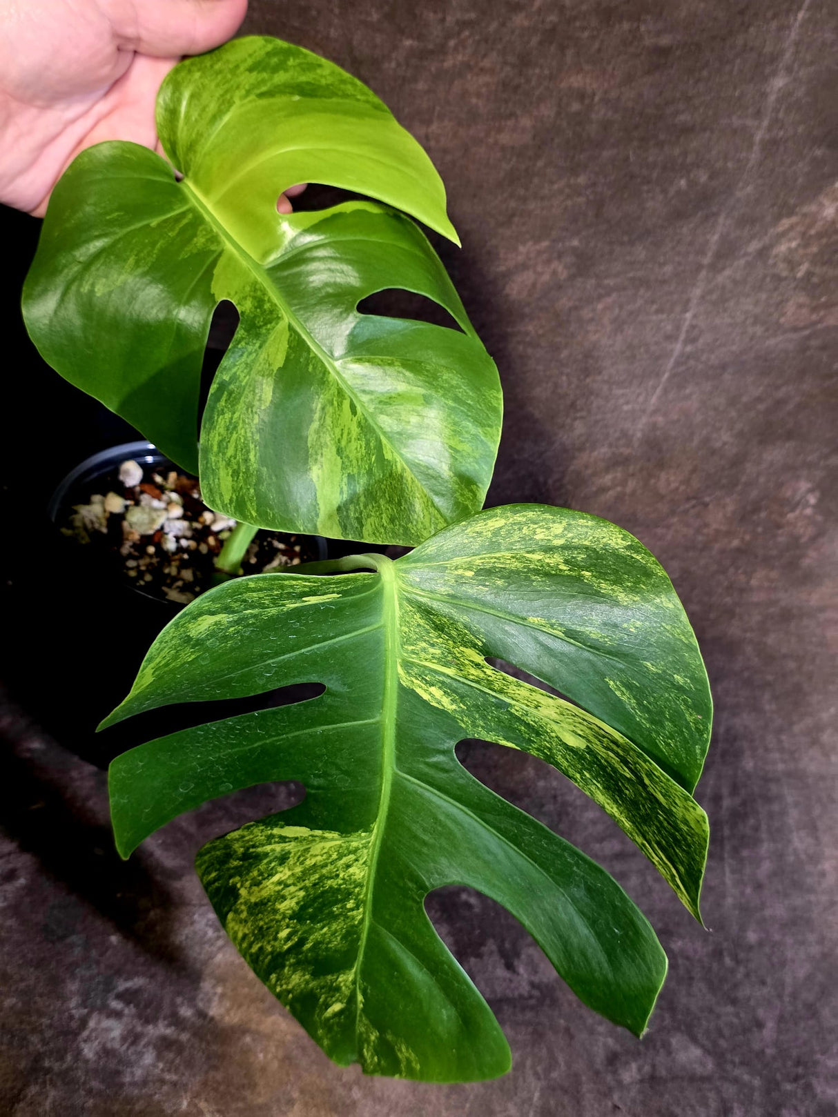 Monstera Borsigiana Aurea Variegated - Exact Plant - US Seller - (June-16-06)