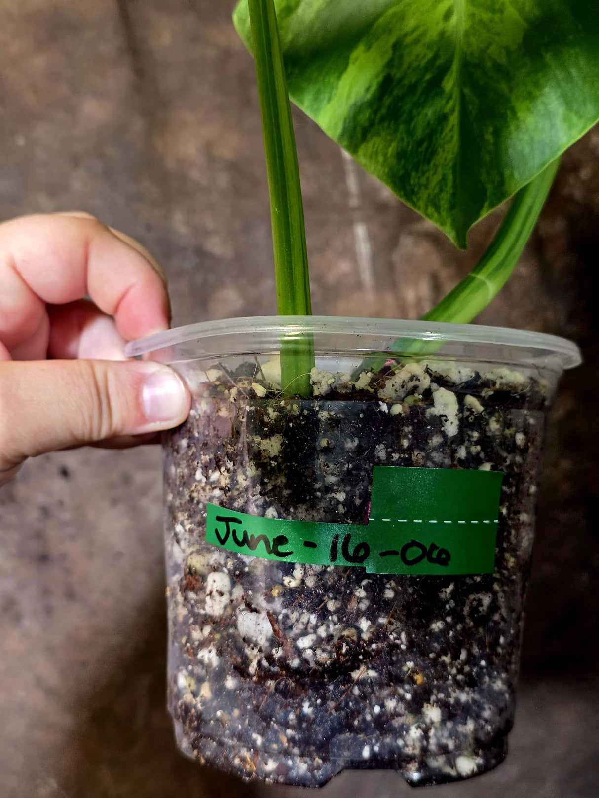 Monstera Borsigiana Aurea Variegated - Exact Plant - US Seller - (June-16-06)