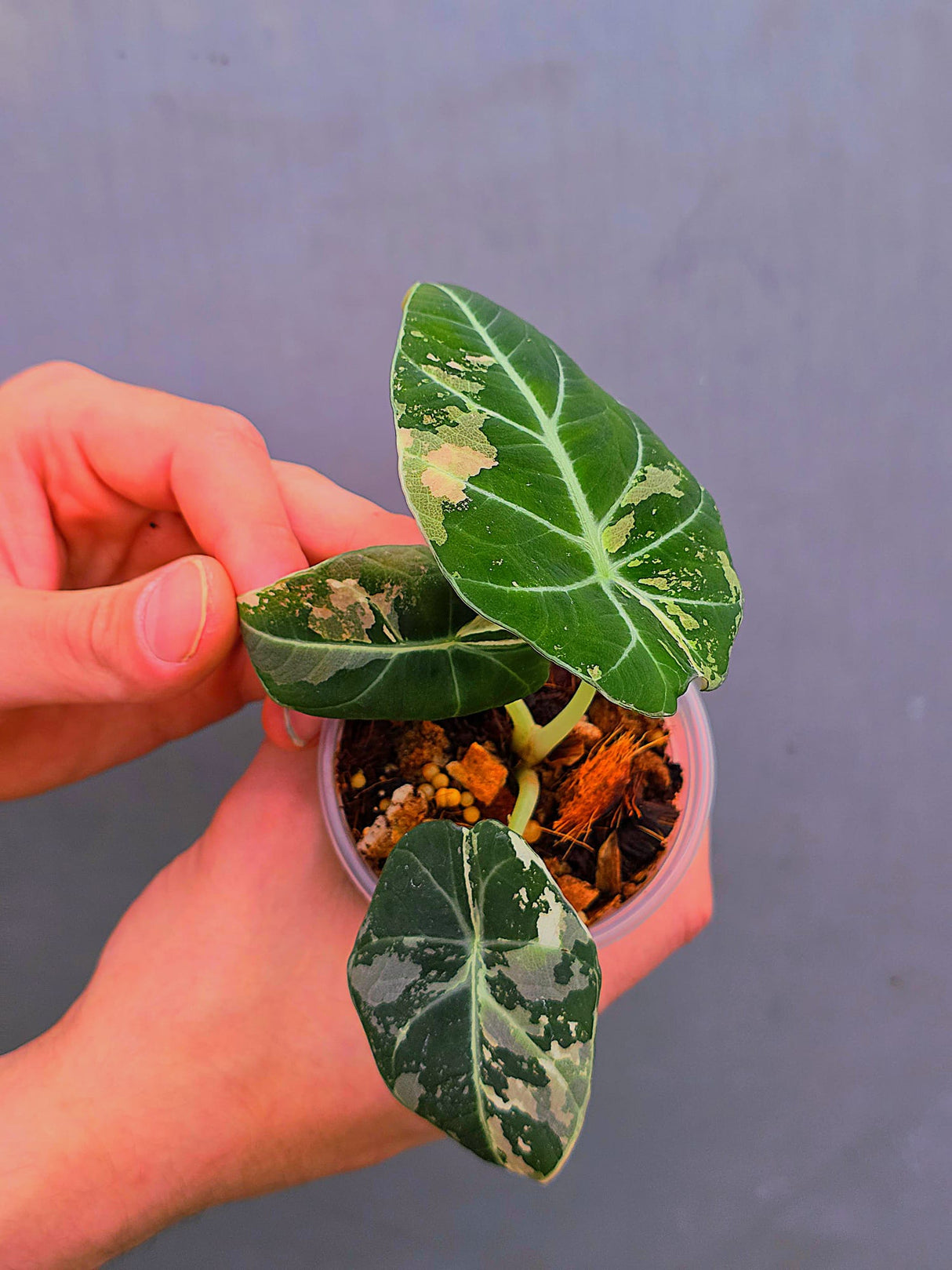 Alocasia Black Velvet Pink Variegated - EXACT Pant (June-17-01)