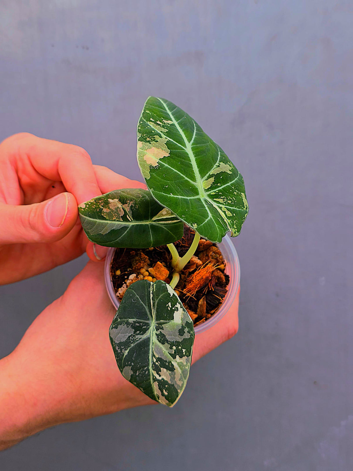 Alocasia Black Velvet Pink Variegated - EXACT Pant (June-17-01)