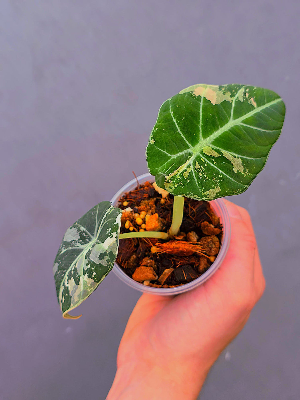 Alocasia Black Velvet Pink Variegated - EXACT Pant (June-17-01)
