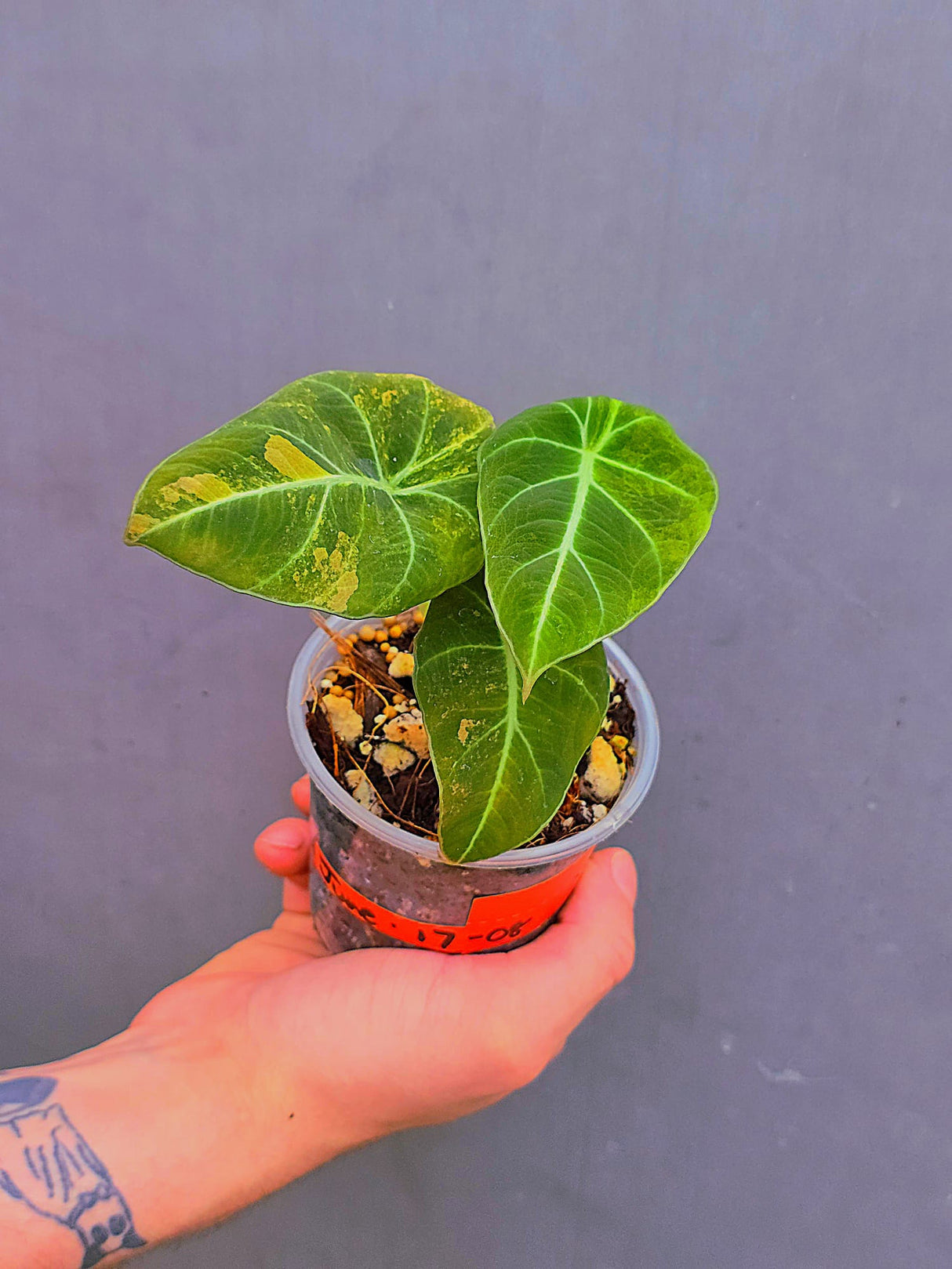 Alocasia Black Velvet Gold Variegated - EXACT Plant (June-17-08)