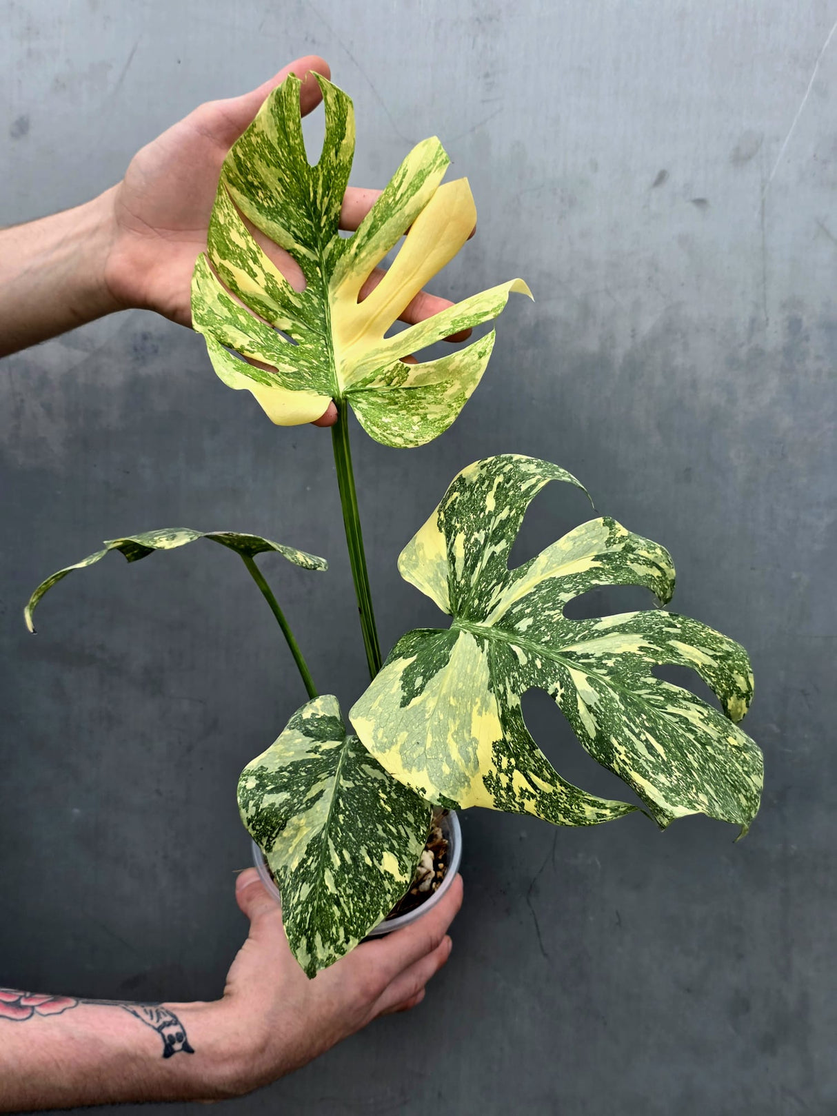 Monstera Deliciosa Crème Brûlée Plant - Rare Variegated Aroid (June-17-18)
