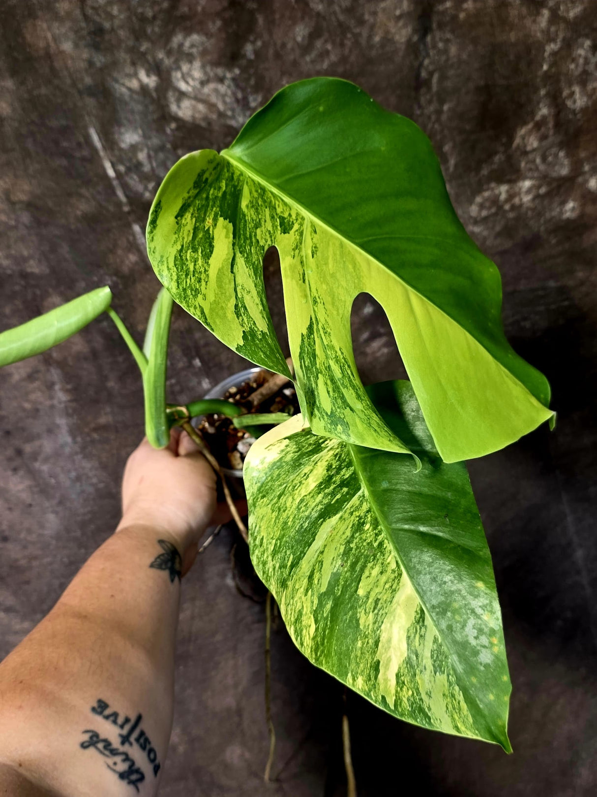 Monstera Aurea Variegated Plant - Rare EXACT Plant - (June-18-01)