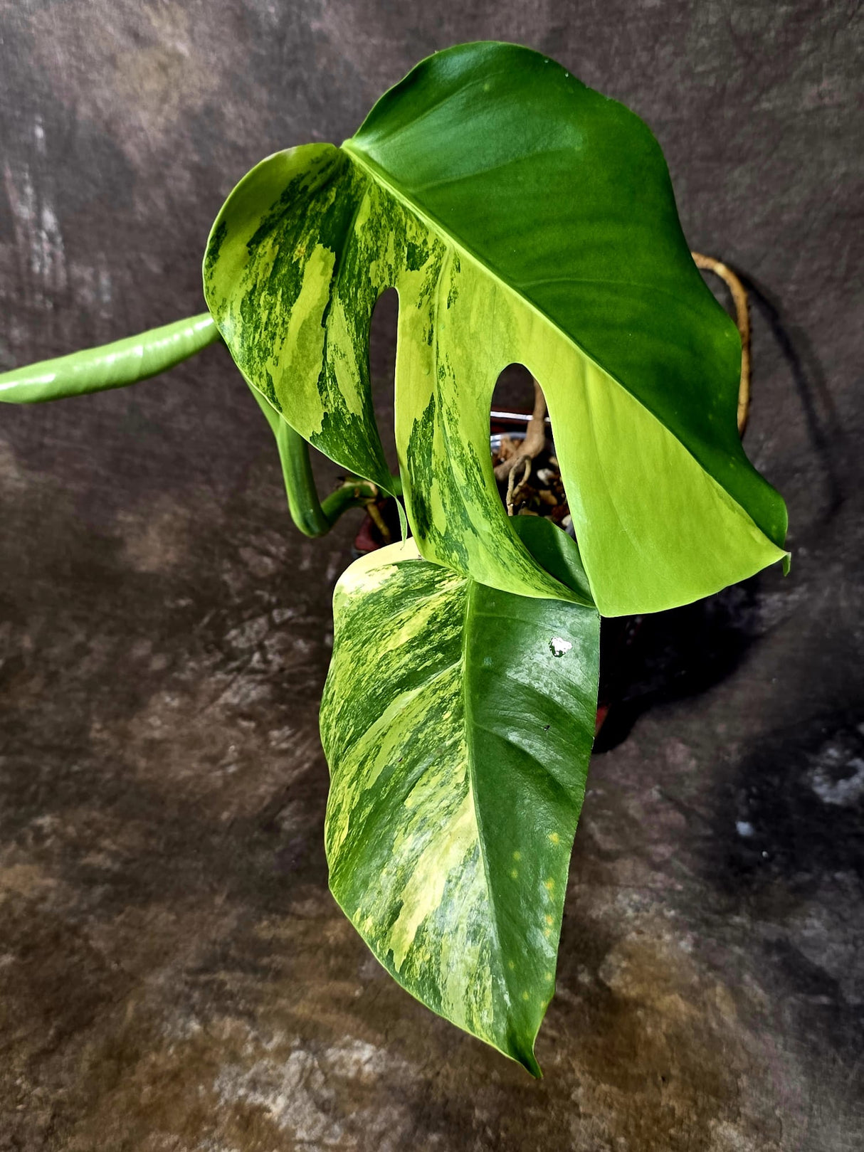 Monstera Aurea Variegated Plant - Rare EXACT Plant - (June-18-01)
