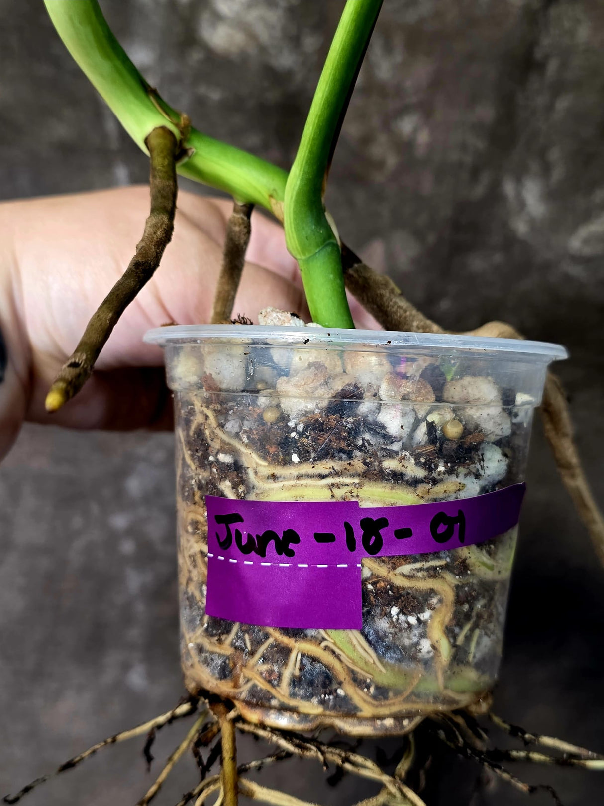 Monstera Aurea Variegated Plant - Rare EXACT Plant - (June-18-01)