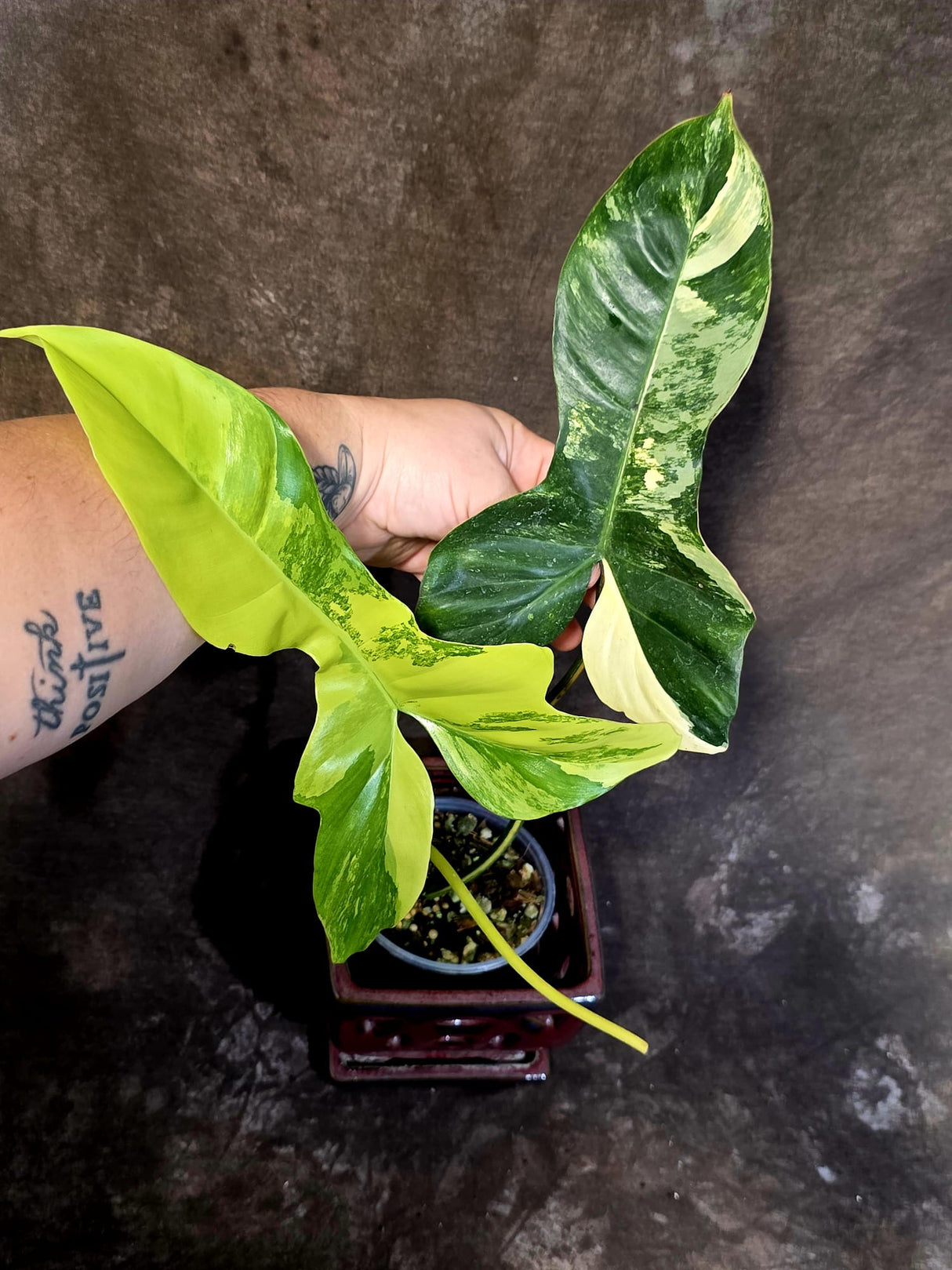 Variegated Philodendron Florida Beauty x Mayoi - (June-18-03)
