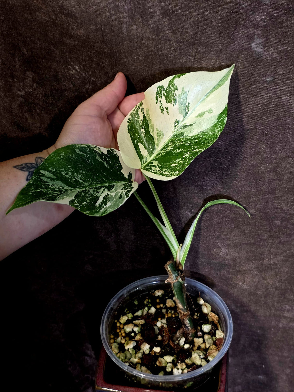 Variegated Monstera Albo Borsigiana -Rare Exact Plant - (June-18-04)