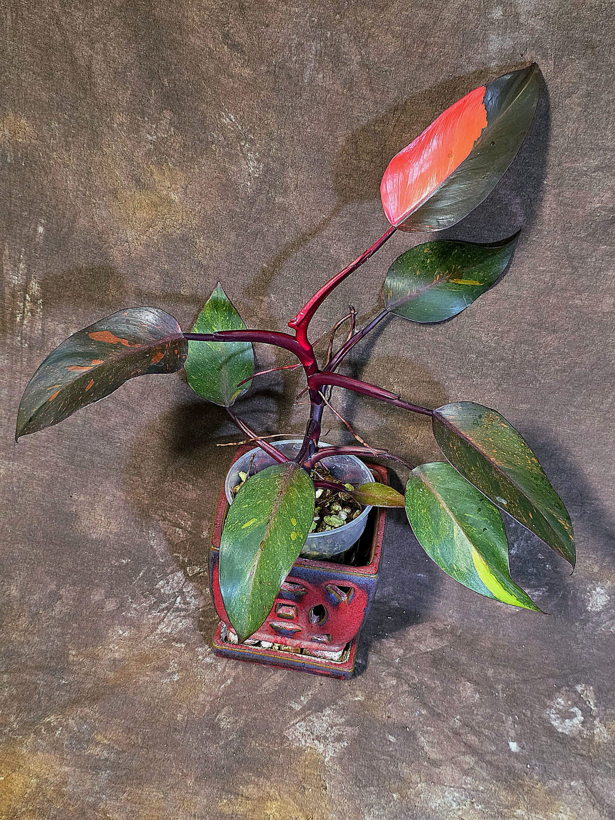 Philodendron Orange Princess - Exact Plant - US Seller (June-18-05)