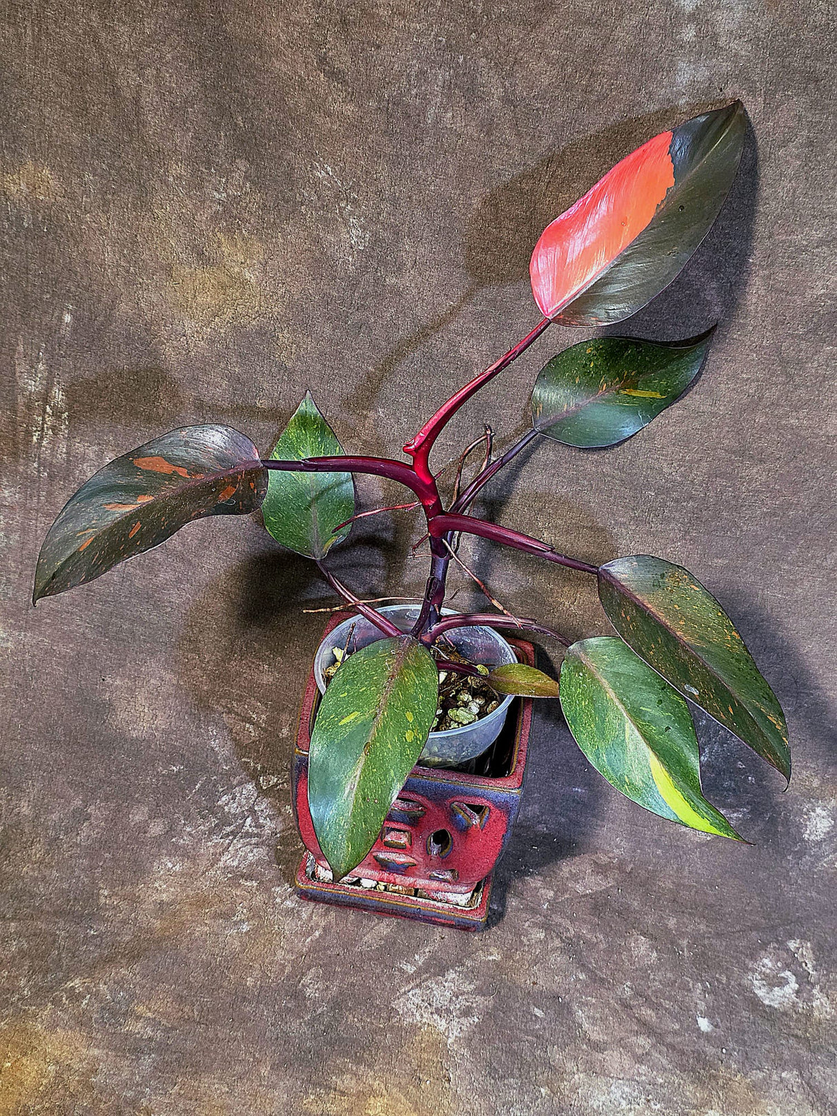 Philodendron Orange Princess - Exact Plant - US Seller (June-18-05)