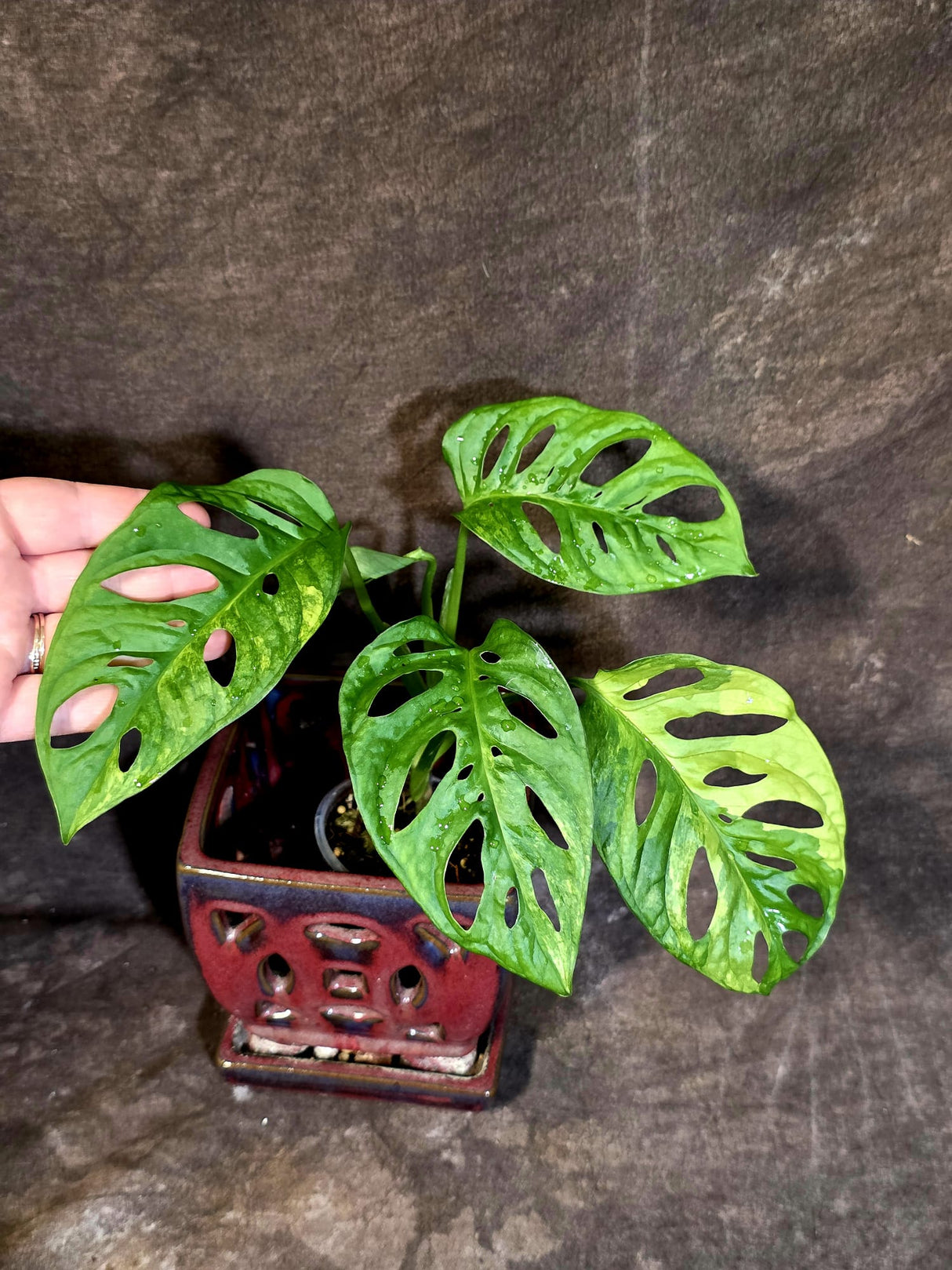 Monstera Adansonii Aurea Variegated - Rare Exact Plant - (June-18-07)