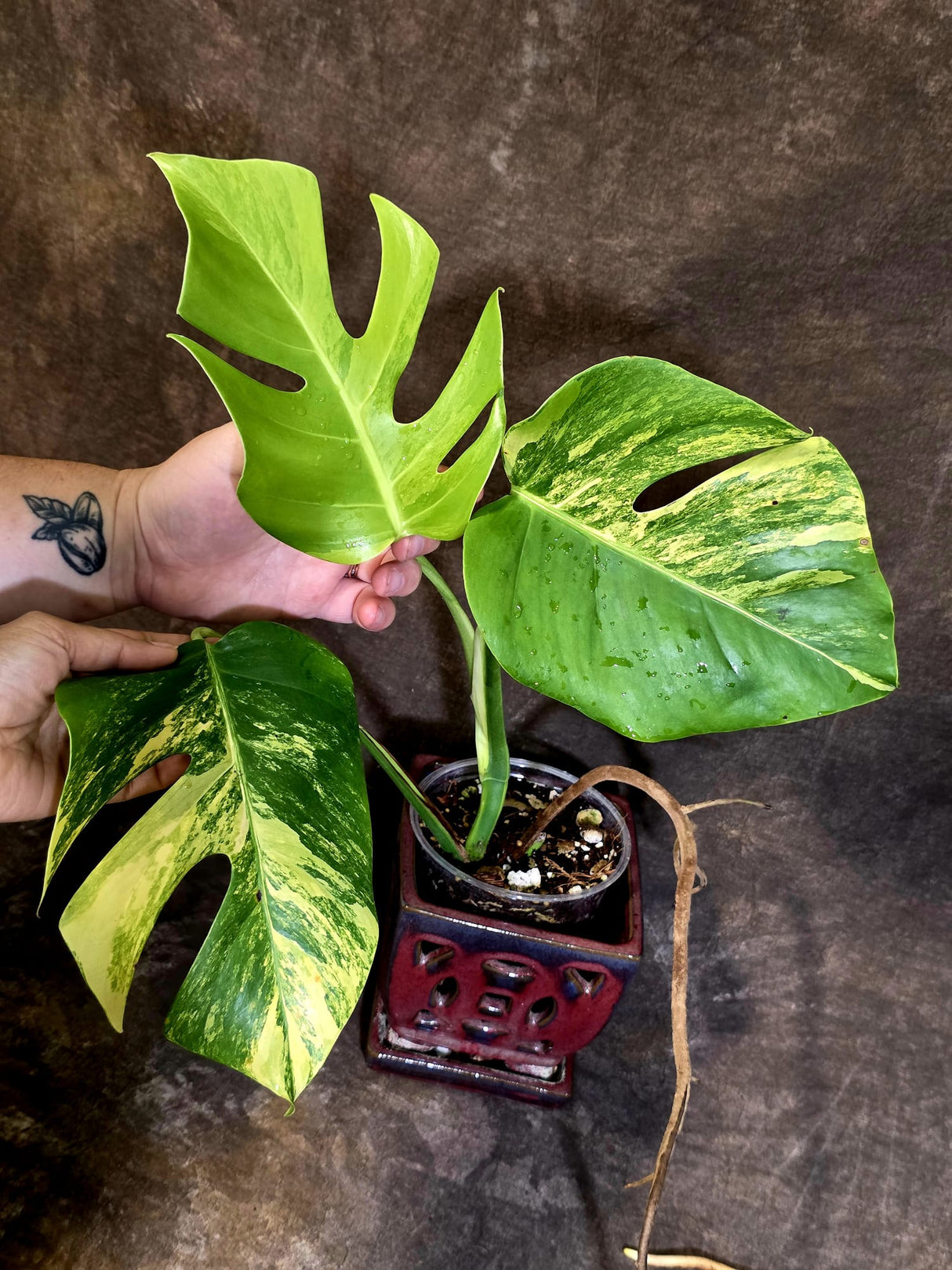 Monstera Aurea Variegated Plant - Rare EXACT Plant - (June-18-09)