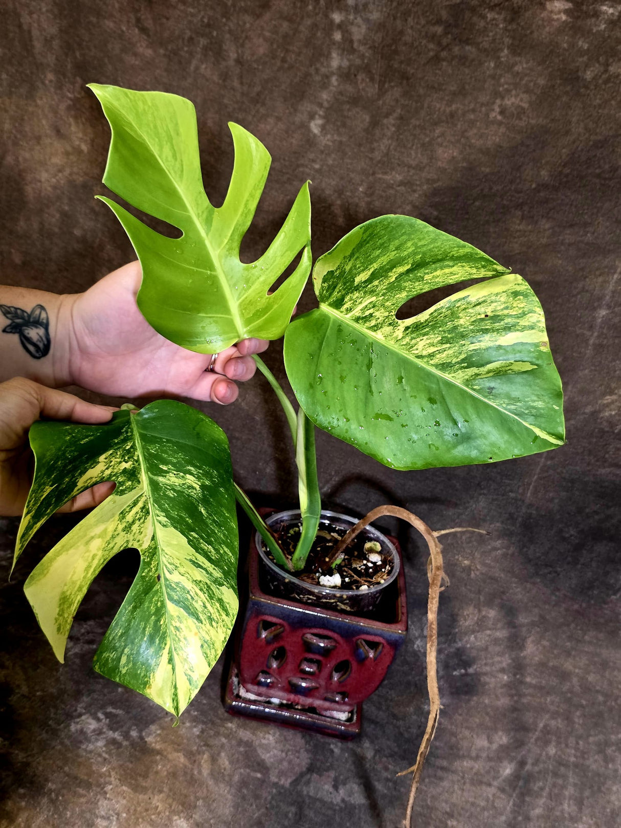 Monstera Aurea Variegated Plant - Rare EXACT Plant - (June-18-09)