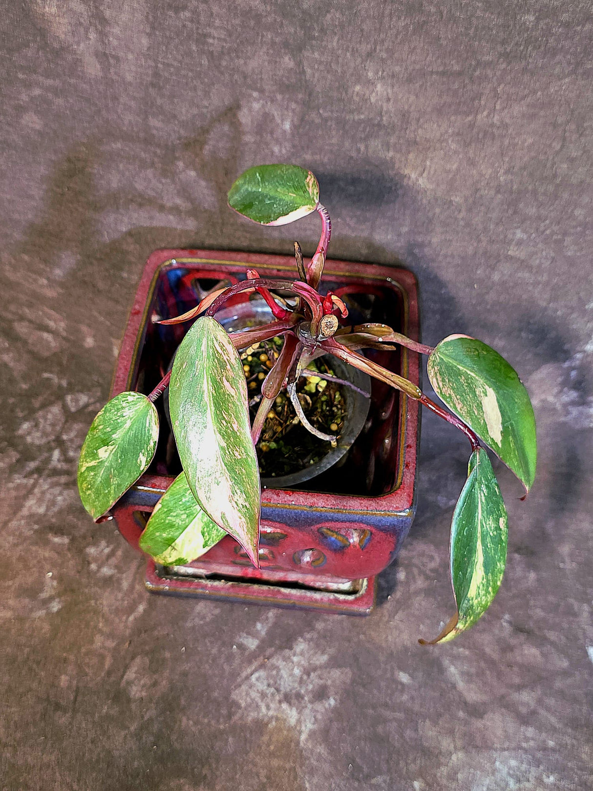 Variegated Philodendron Strawberry Shake - EXACT Plant - (June-18-29)
