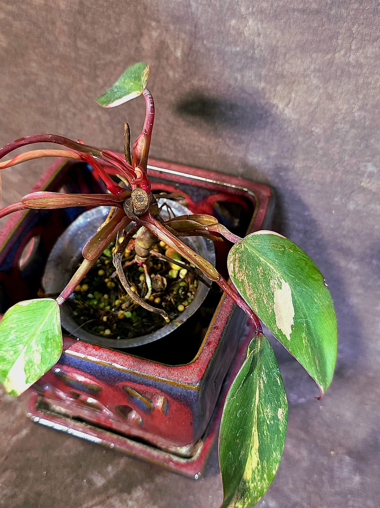 Variegated Philodendron Strawberry Shake - EXACT Plant - (June-18-29)