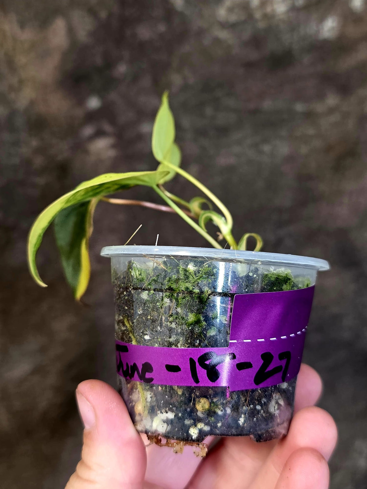 Variegated Philodendron Mican Aurea - Rare Collector Plant - (June-18-27)