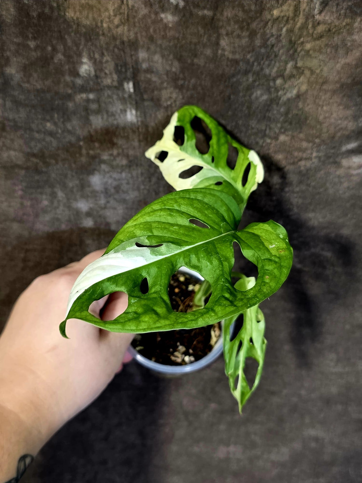 Variegated White Monstera Adansonii Albo - Rare Swiss Cheese Plant - (June-18-26)