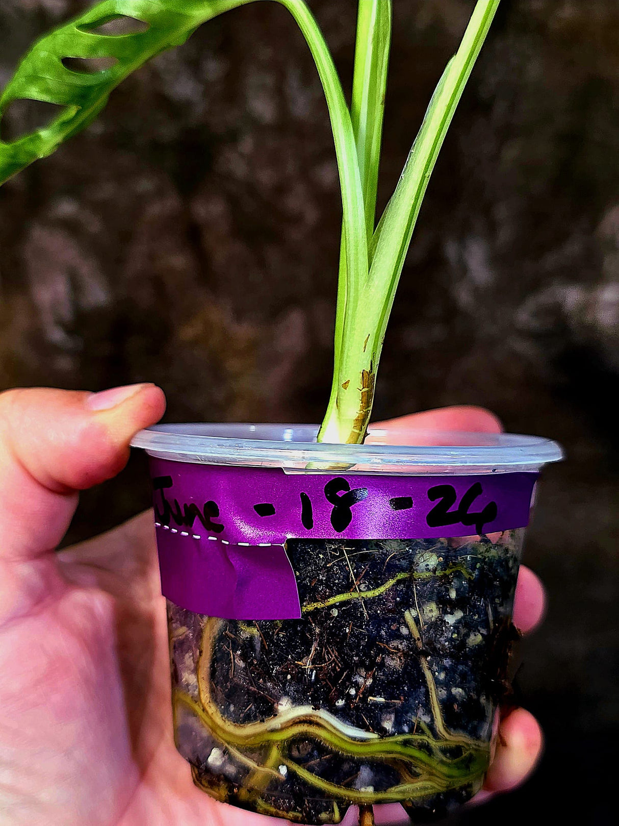 Variegated White Monstera Adansonii Albo - Rare Swiss Cheese Plant - (June-18-26)