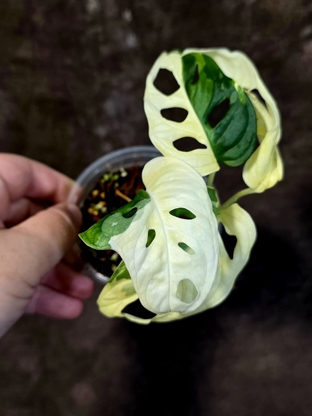 Variegated White Monstera Adansonii Albo - Rare Swiss Cheese Plant - (June-18-23)