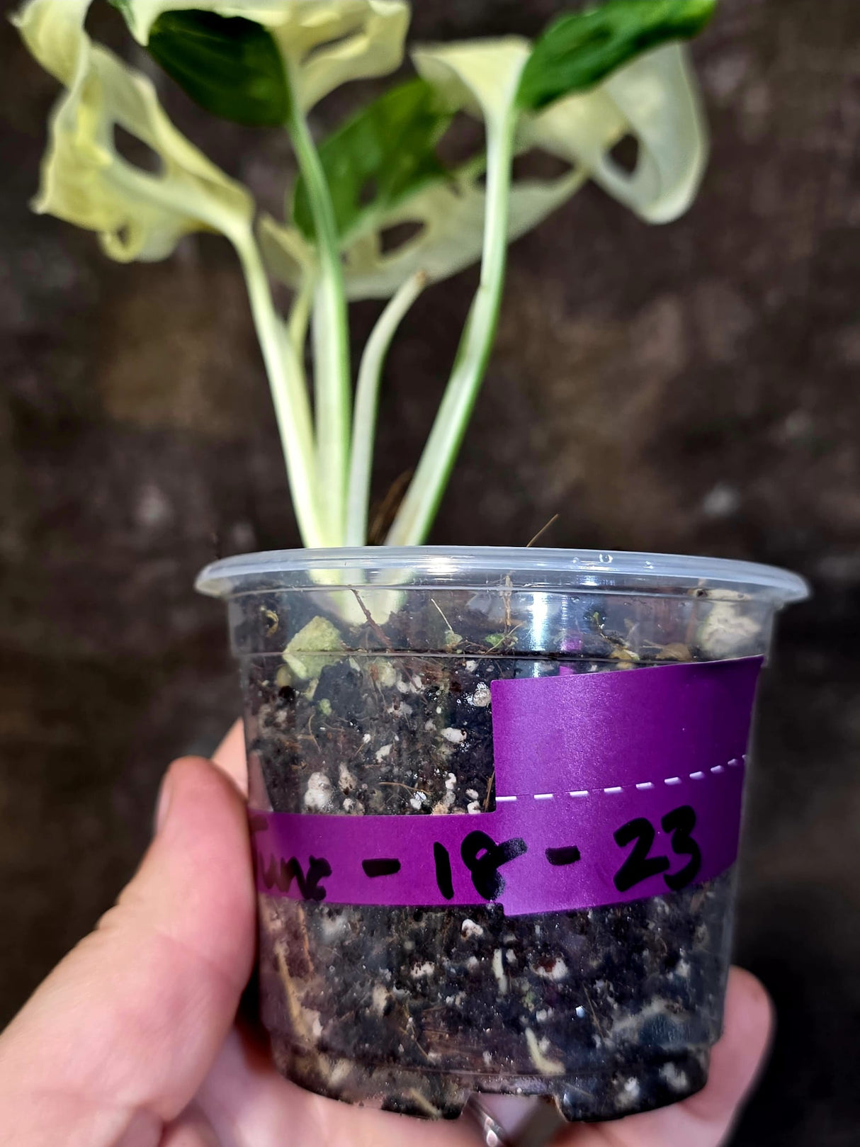 Variegated White Monstera Adansonii Albo - Rare Swiss Cheese Plant - (June-18-23)