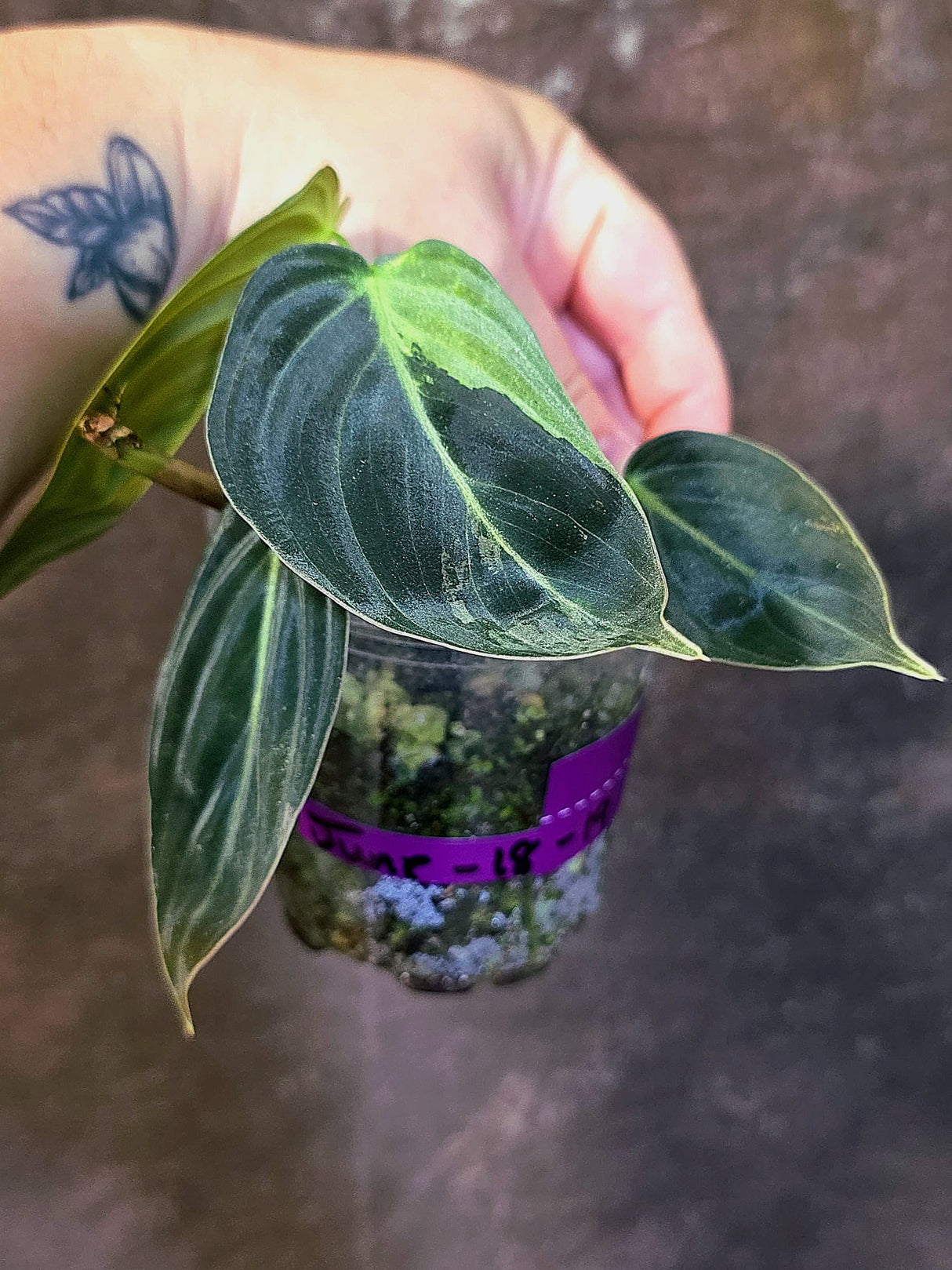 Philodendron Melanochrysum Variegated - Rare EXACT Plant - (June-18-19)