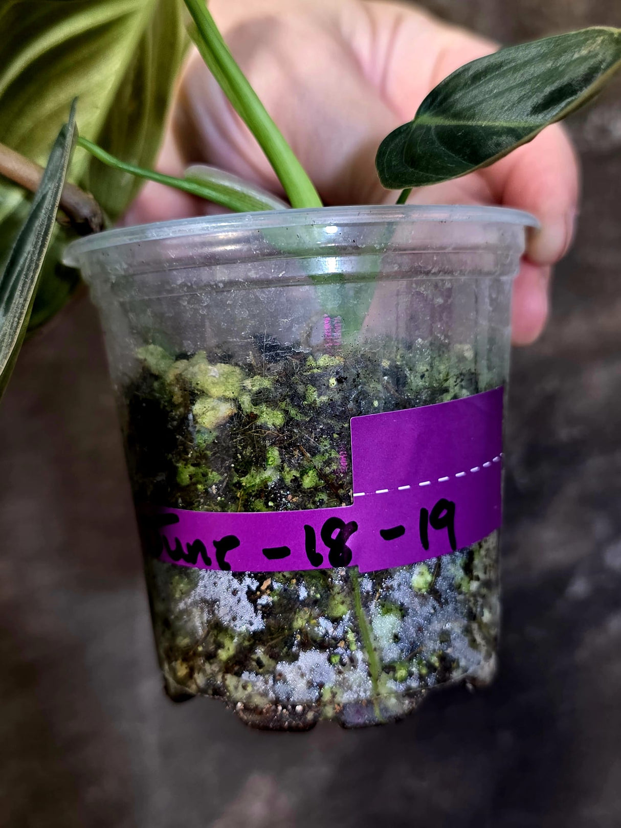 Philodendron Melanochrysum Variegated - Rare EXACT Plant - (June-18-19)