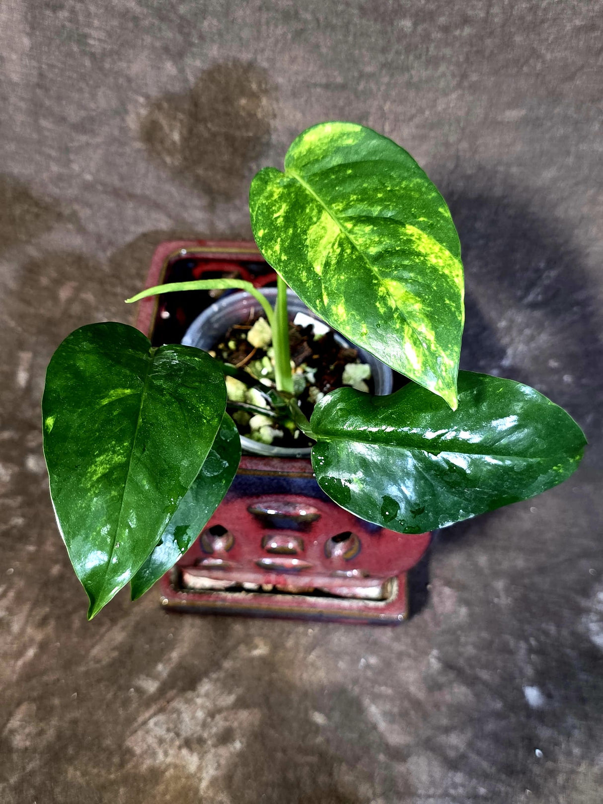 Rare Variegated Golden Flame Epipremnum Pinnatum - Exact Plant - (June-18-21)