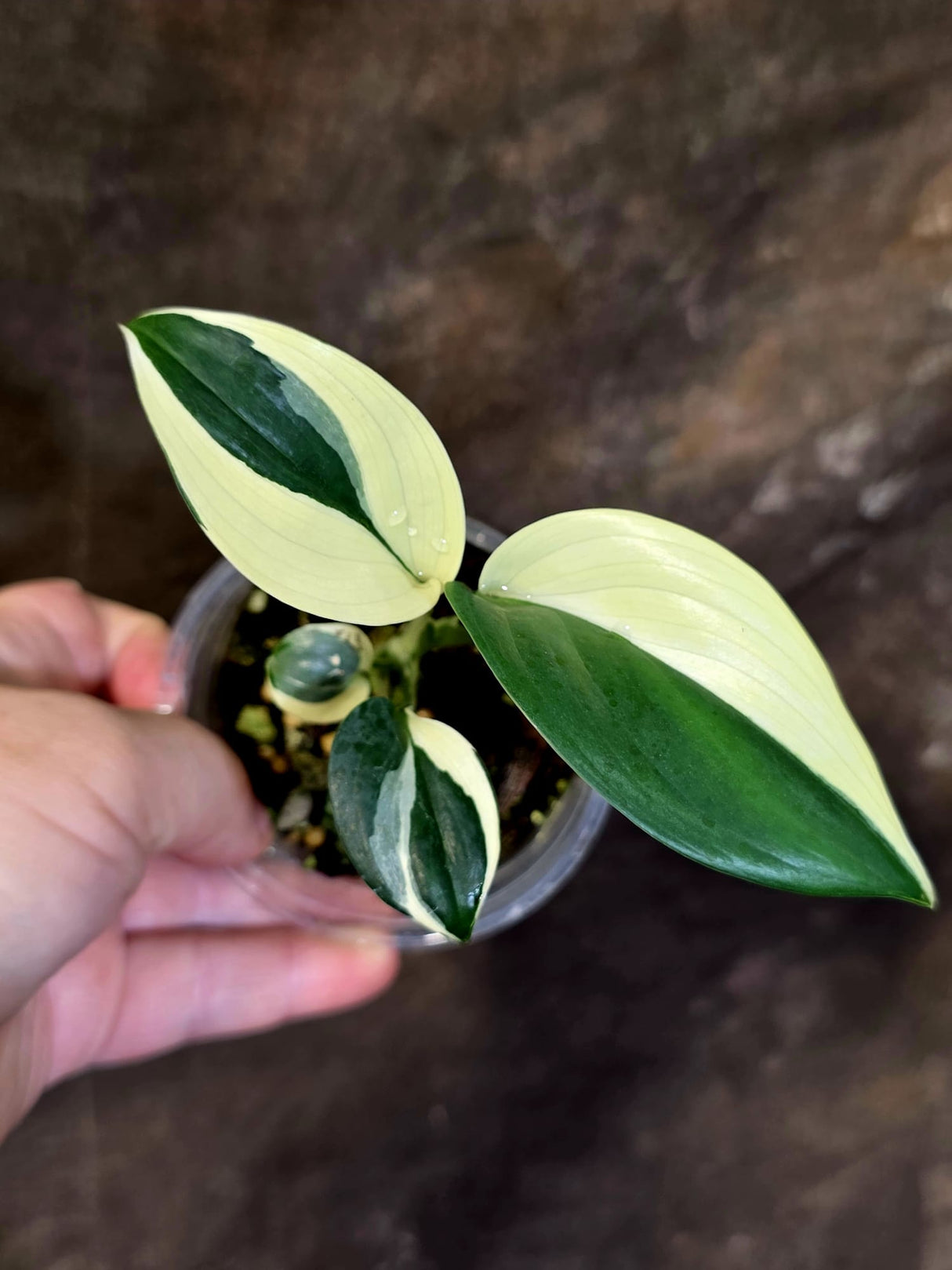 Scindapsus Moonlight Treubii Albo Variegated - Rare Exact Plant - (June-18-13)