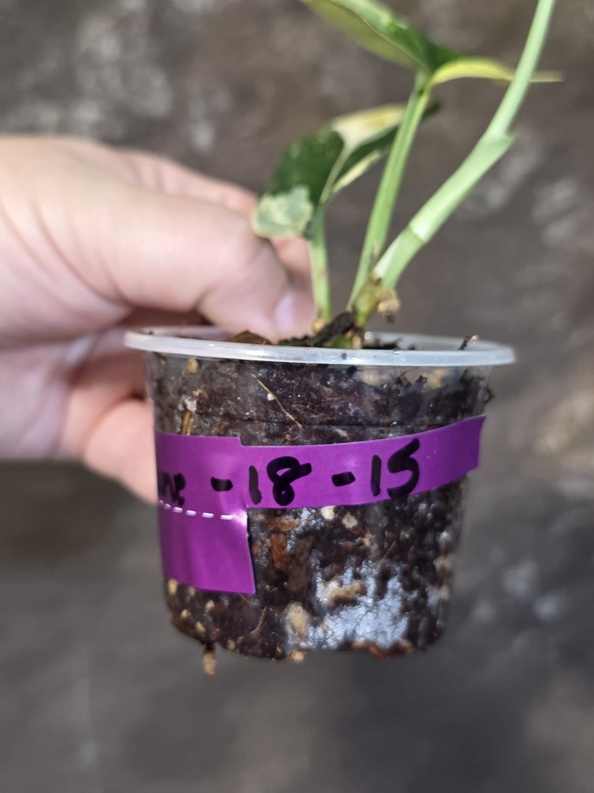 Scindapsus Jade Satin Variegated - Rare EXACT Plant - (June-18-15)
