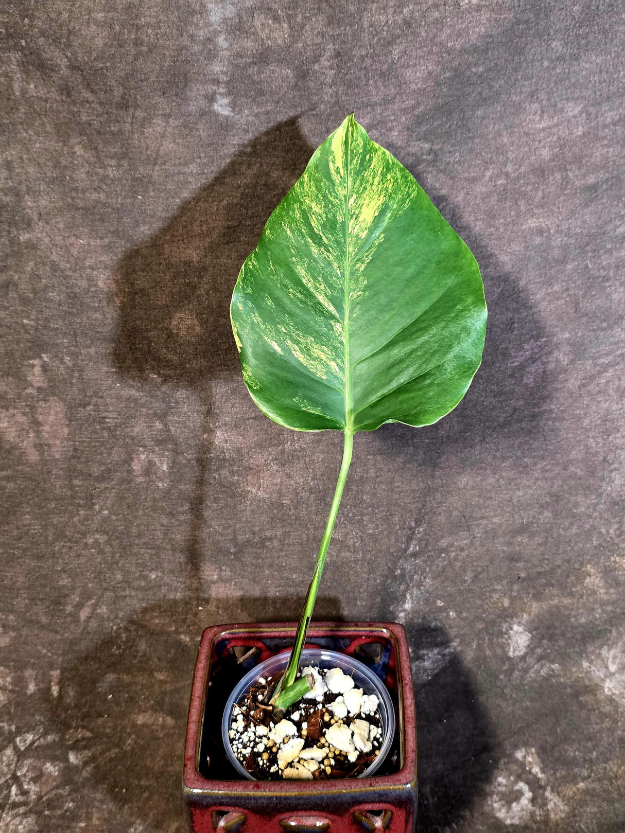Monstera Borsigiana Aurea Variegated - Rare Exact Plant - (June-22-23)