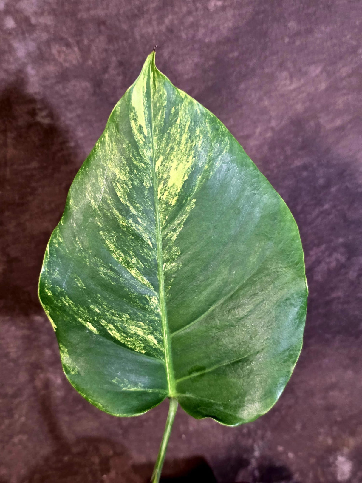 Monstera Borsigiana Aurea Variegated - Rare Exact Plant - (June-22-23)