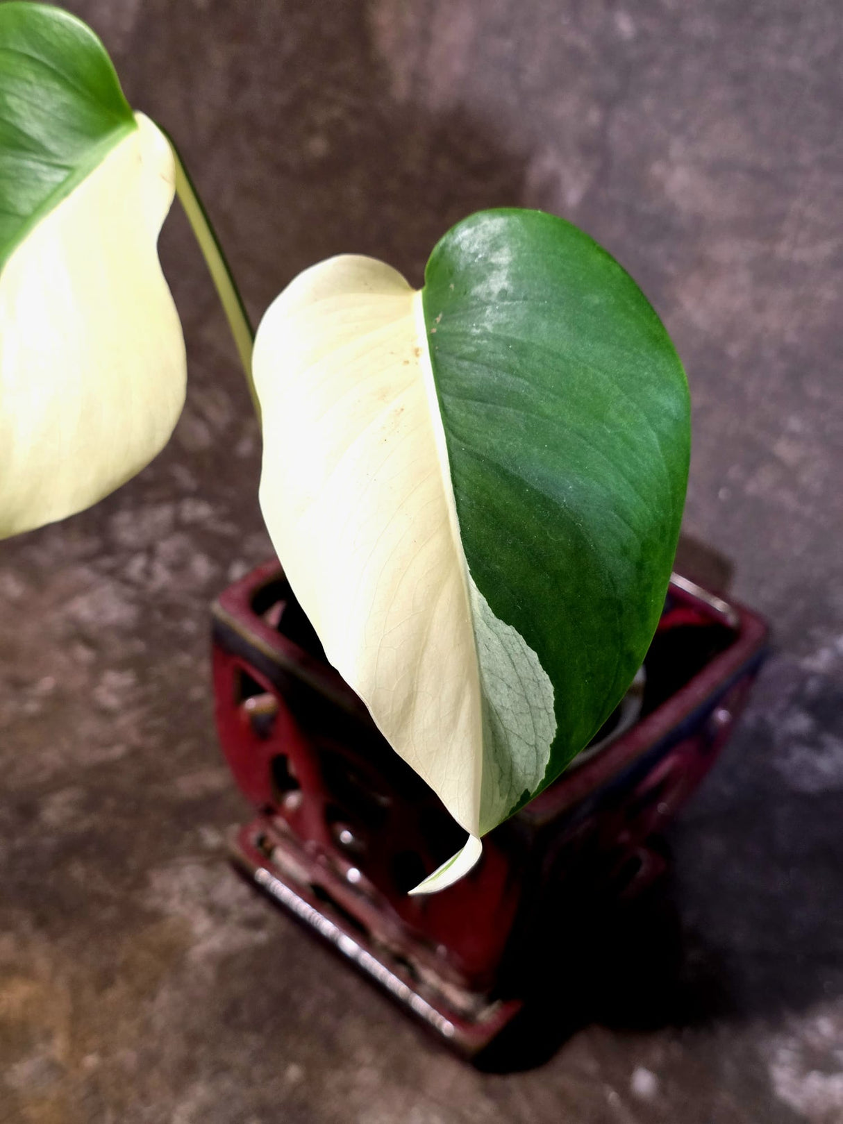 Variegated Monstera Albo Half-Moon Leaf Exact Plant - (June-22-24)