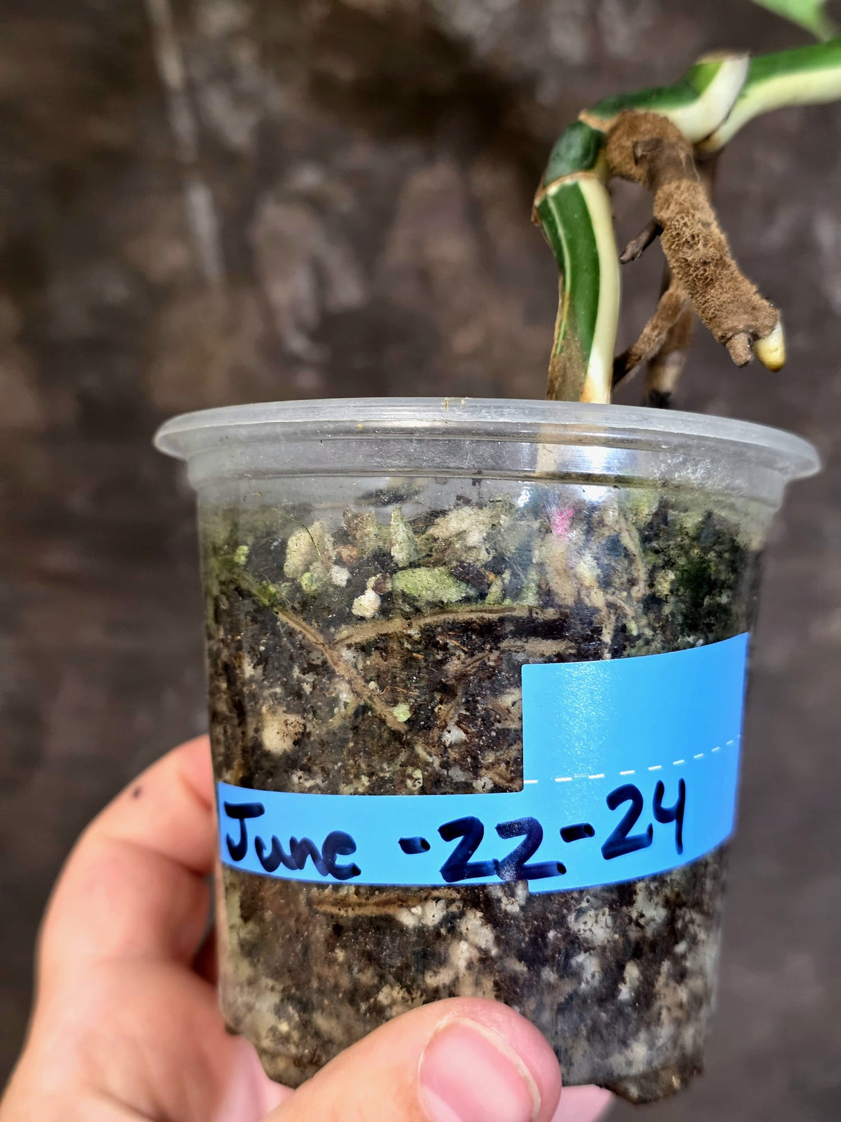 Variegated Monstera Albo Half-Moon Leaf Exact Plant - (June-22-24)
