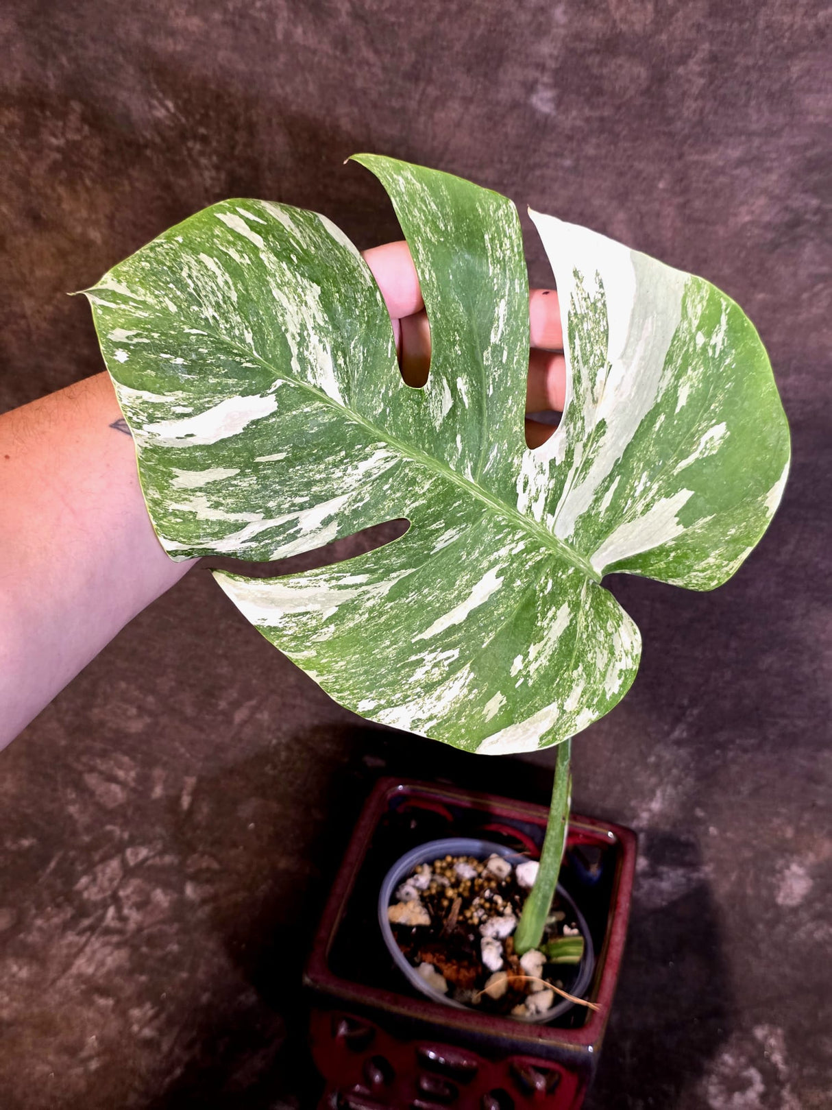 Variegated Monstera Albo - Rare Exact Plant - US Seller - (June-22-26)