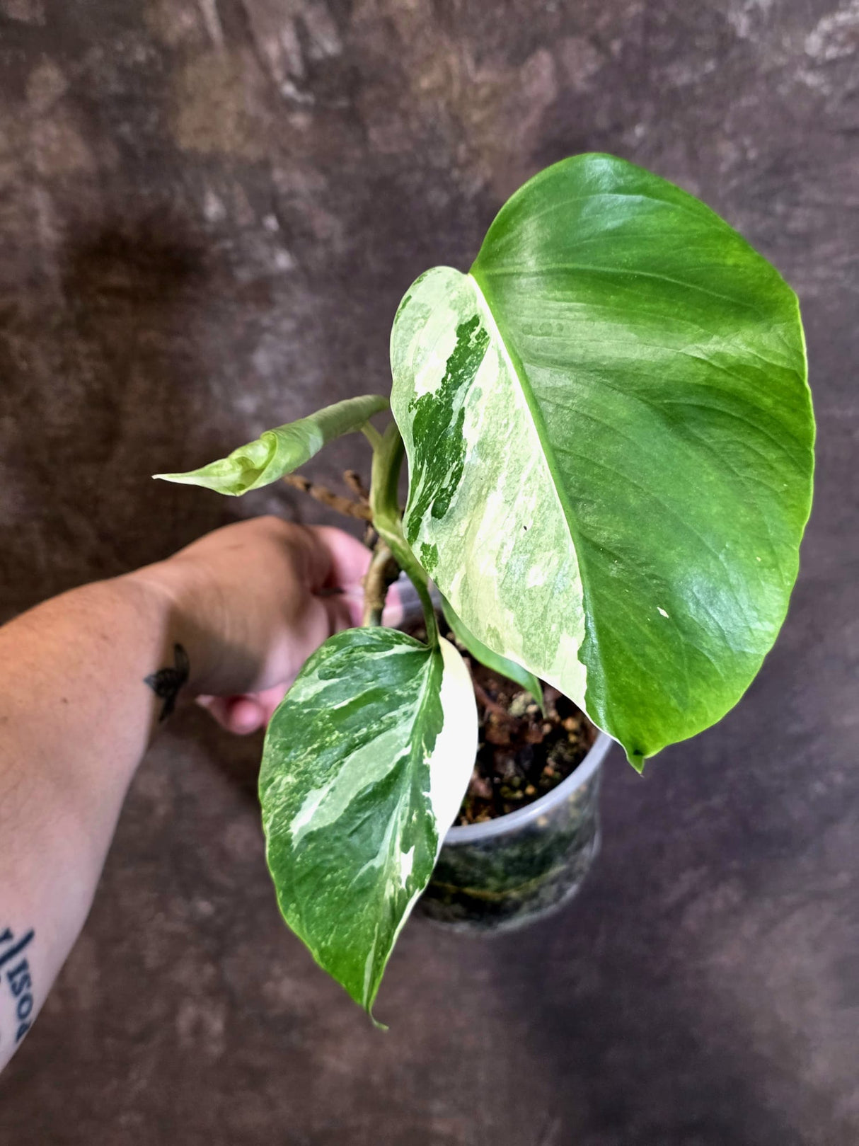 Variegated Monstera Albo - Rare Exact Plant - US Seller - (June-22-25)