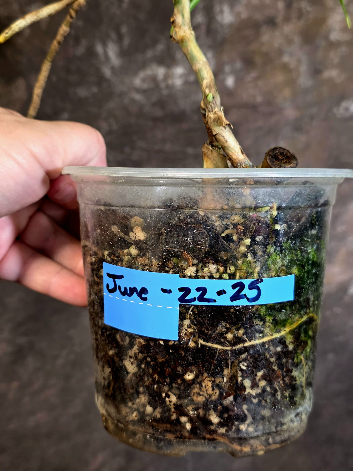 Variegated Monstera Albo - Rare Exact Plant - US Seller - (June-22-25)