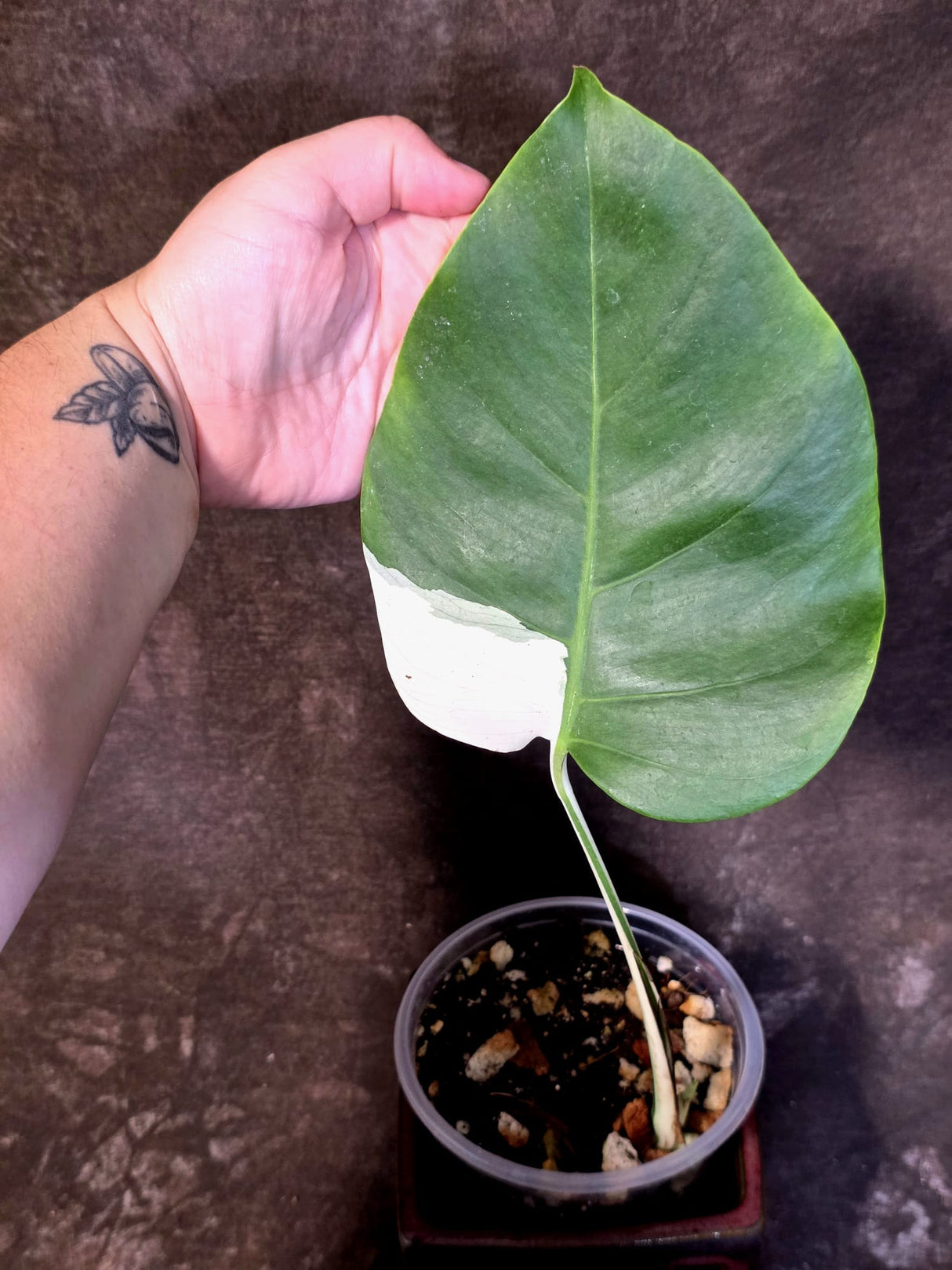 Variegated Monstera Albo - Rare Exact Plant - US Seller - (June-22-27)