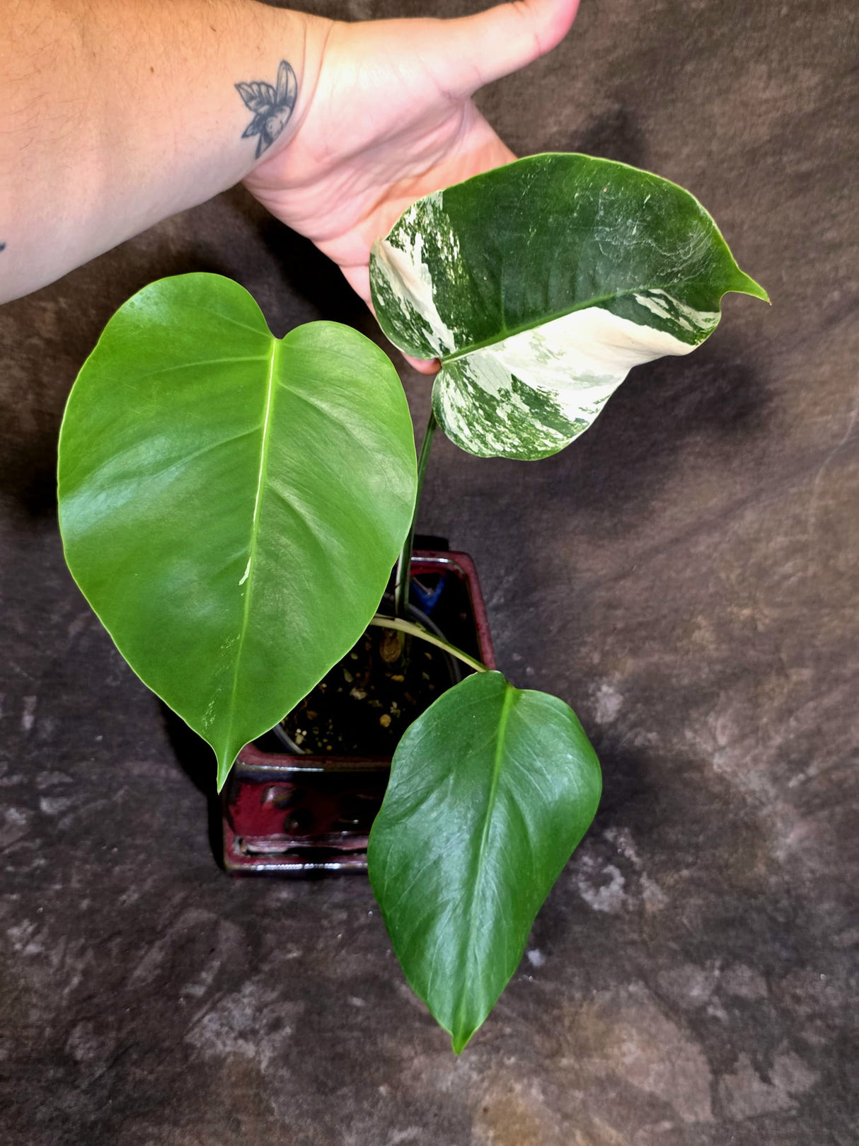 Variegated Monstera Albo - Rare Exact Plant - US Seller - (June-22-29)