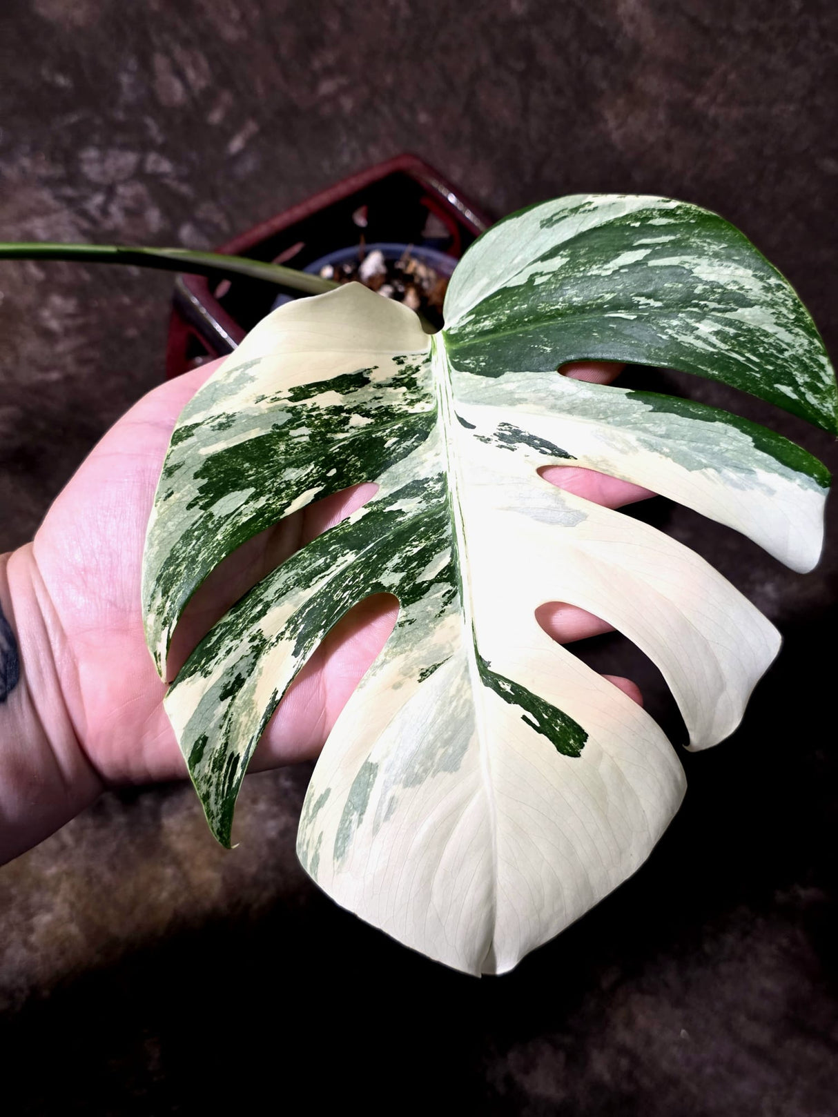 Variegated Monstera Albo - Rare Exact Plant - US Seller - (June-22-28)